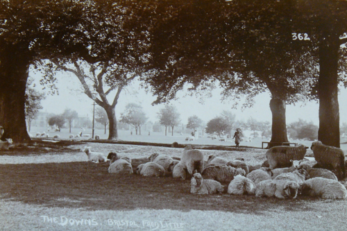 Sheep sheltering off Stoke Road - photograph circa 1910